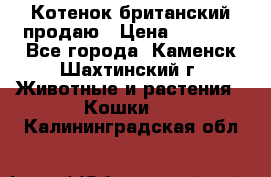 Котенок британский продаю › Цена ­ 3 000 - Все города, Каменск-Шахтинский г. Животные и растения » Кошки   . Калининградская обл.